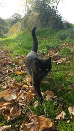 Black cat on fallen leaves on grassy field during autumn