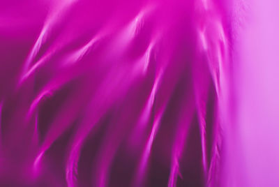 Full frame shot of purple flower