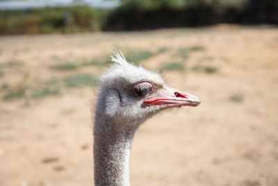 Close-up of ostrich on field during sunny day