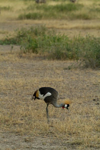 Grey crowned crane bird eating bugs in the landscape