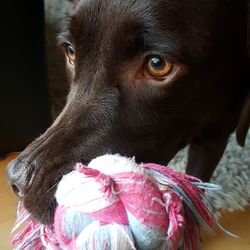 Close-up portrait of dog