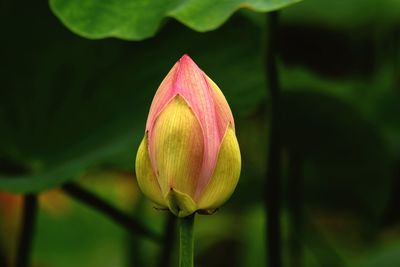 Close-up of pink lily