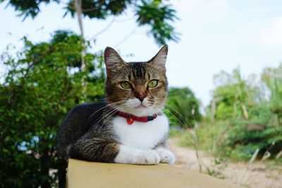 Portrait of cat sitting on retaining wall