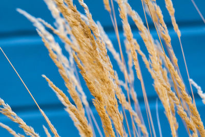 Close-up of dried plants