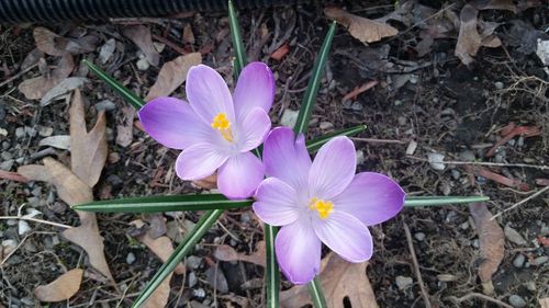 Close-up of purple crocus blooming on field