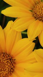 Close-up of yellow flower