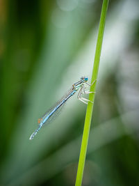 Close-up of damselfly on plant