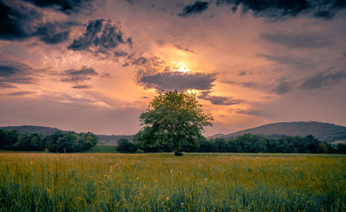 Scenic view of field against sky during sunset