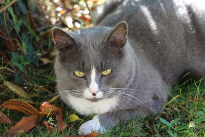 Close-up of cat outdoors