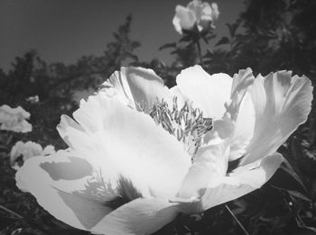 Close-up of white flowers blooming outdoors