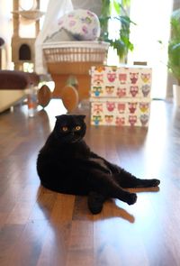 Cat sitting on a table