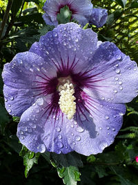 flowering plant