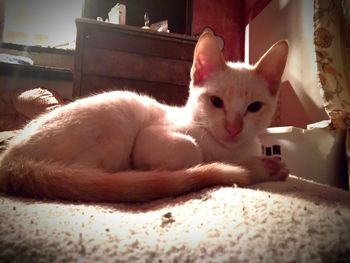 Portrait of cat lying on bed at home