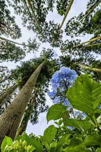 Low angle view of trees