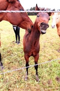 Close-up of horse standing on field