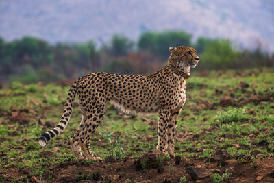 Cheetah standing on grassy field