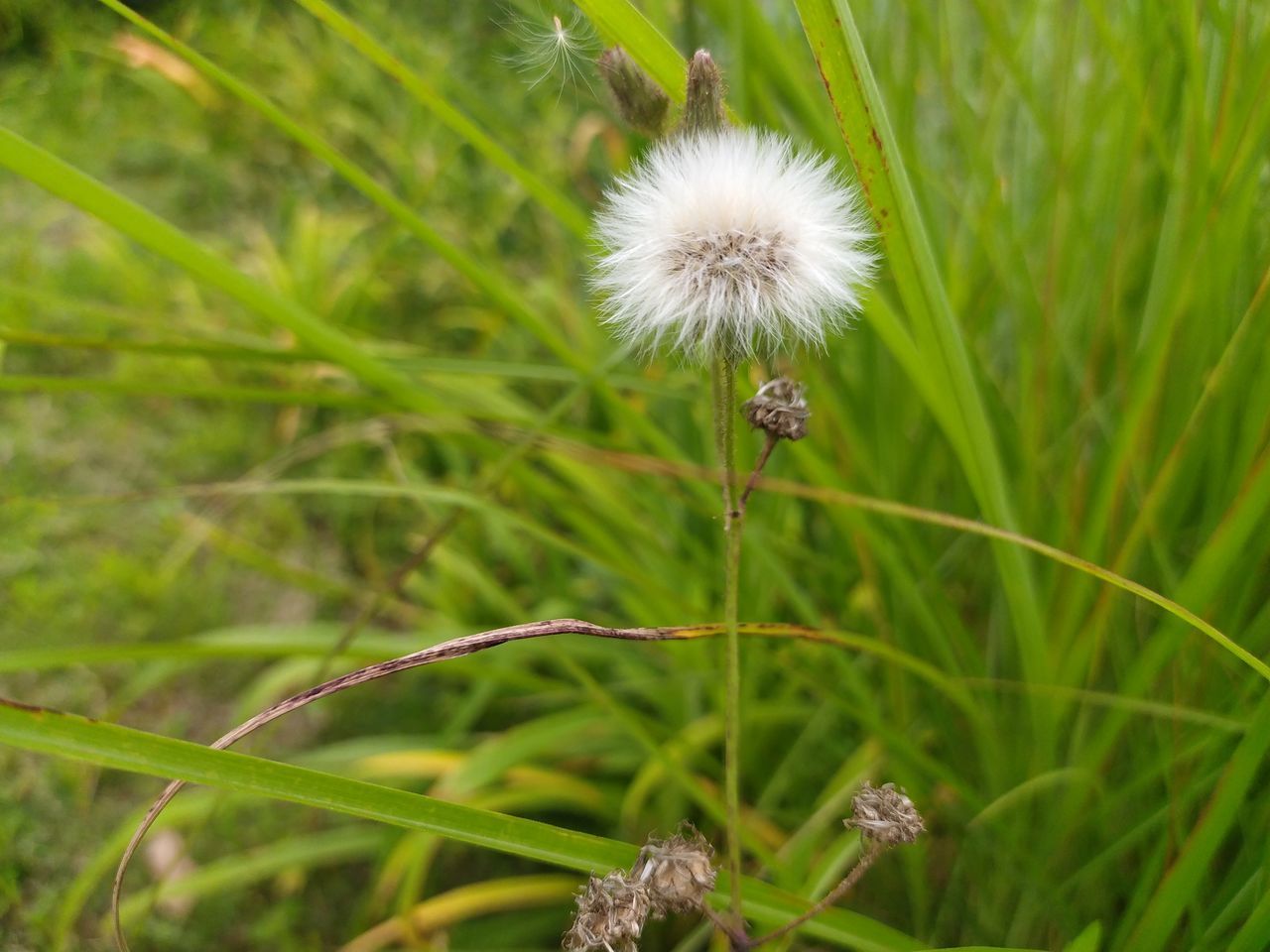 CLOSE-UP OF DANDELION FLOWER GROWING IN FIELD