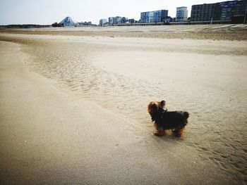 View of dog on beach