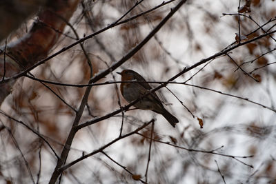 winter