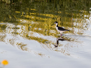 High angle view of duck in lake