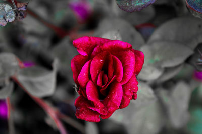 Close-up of red rose