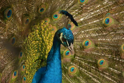 Close-up of peacock