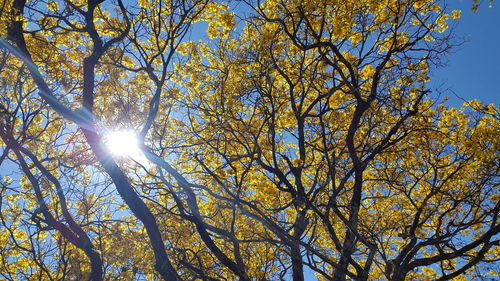 Low angle view of trees against clear sky
