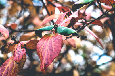 Close-up of red berries on tree