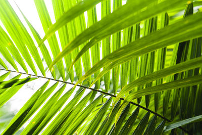 Close-up of palm tree leaves