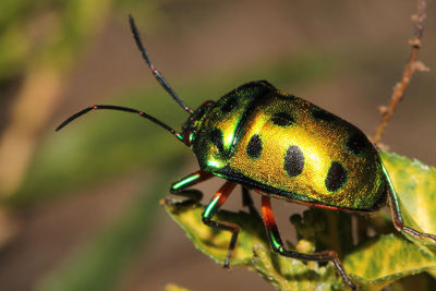 Close-up of insect