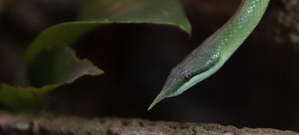 Close-up of insect on leaf