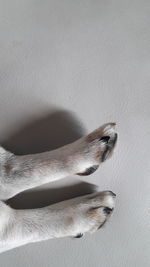 Close-up of a dog over white background