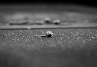 Macro shot of water on table