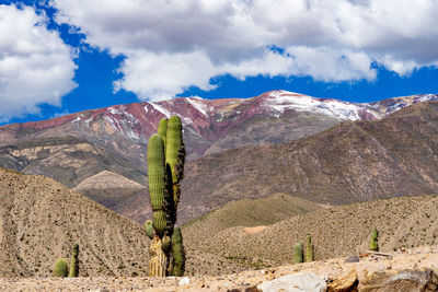 Cactus plant growing on land against mountains