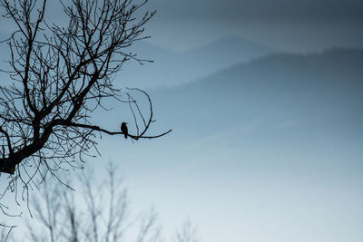 Low angle view of silhouette bird on bare tree against sky