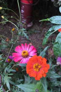 Close-up of pink flowers blooming outdoors