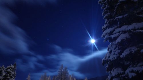 Low angle view of snow covered trees against sky at night