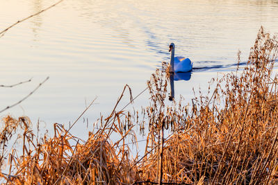 Bird in water