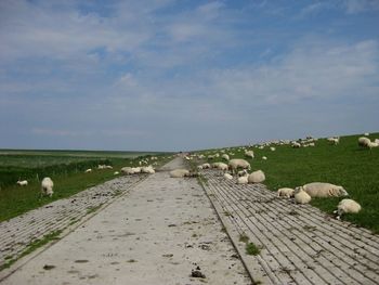 View of sheep on land