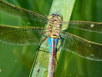 Close-up of dragonfly on leaf