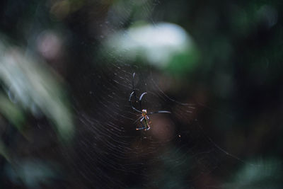 Close-up of spider on web