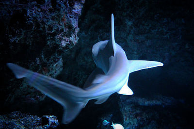 Close-up of fish underwater