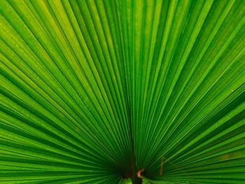 Full frame shot of palm leaf
