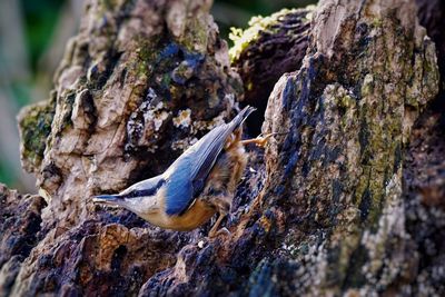 Close-up of lizard on tree trunk