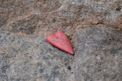 Close-up of red rose