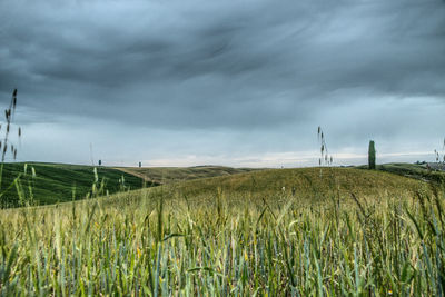 Crops growing on field against sky