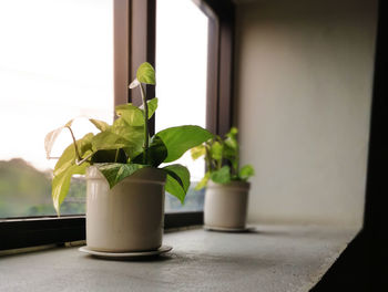 Close-up of potted plant on window sill at home