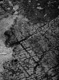 High angle view of dog walking on street