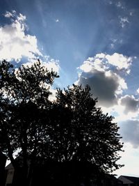 Low angle view of trees against sky