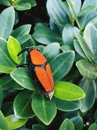 Close-up of butterfly on plant